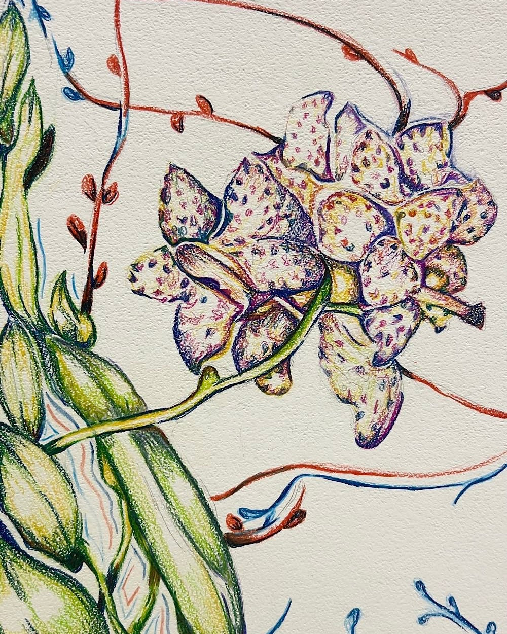 Hibiscus Flower