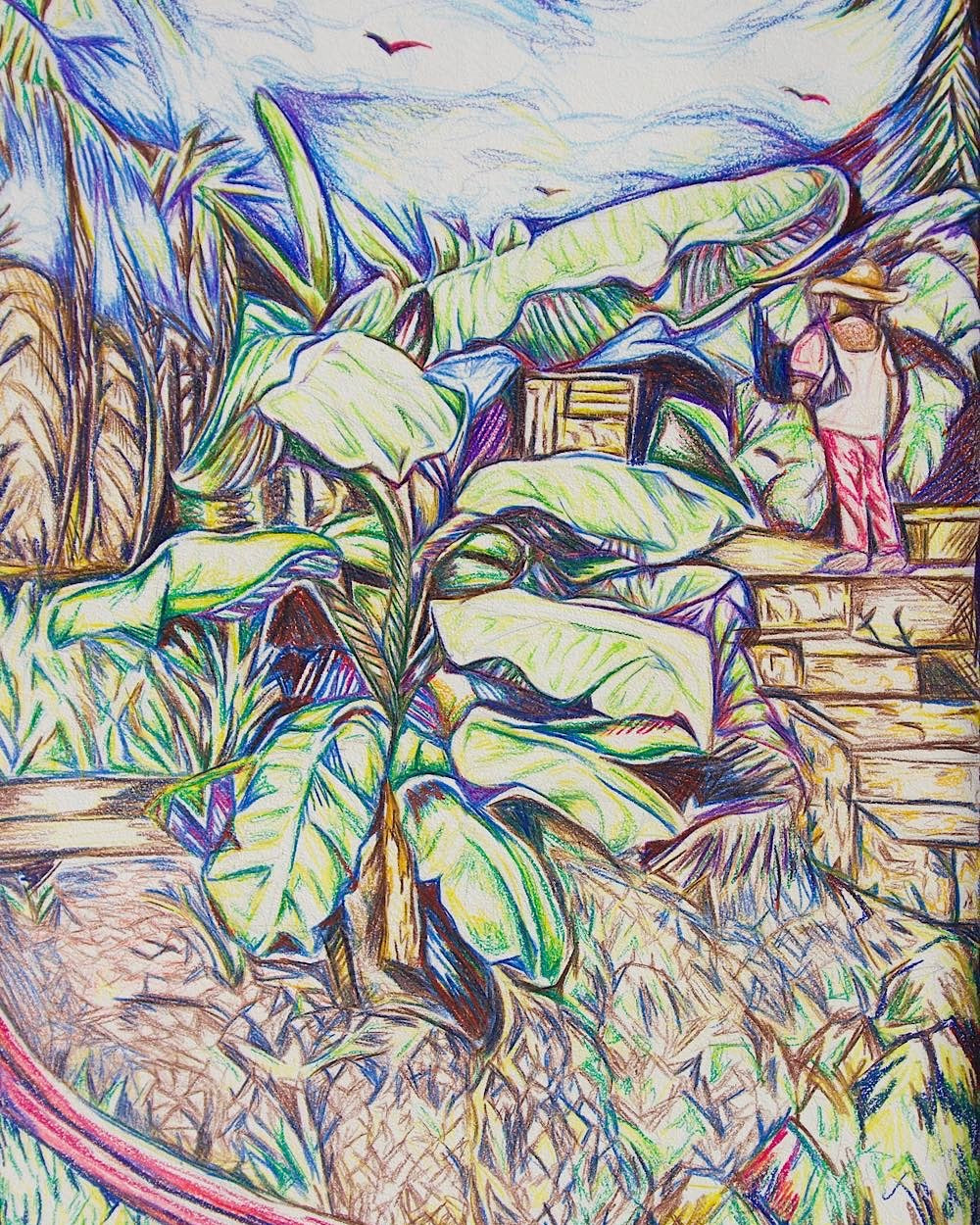 Banana Tree