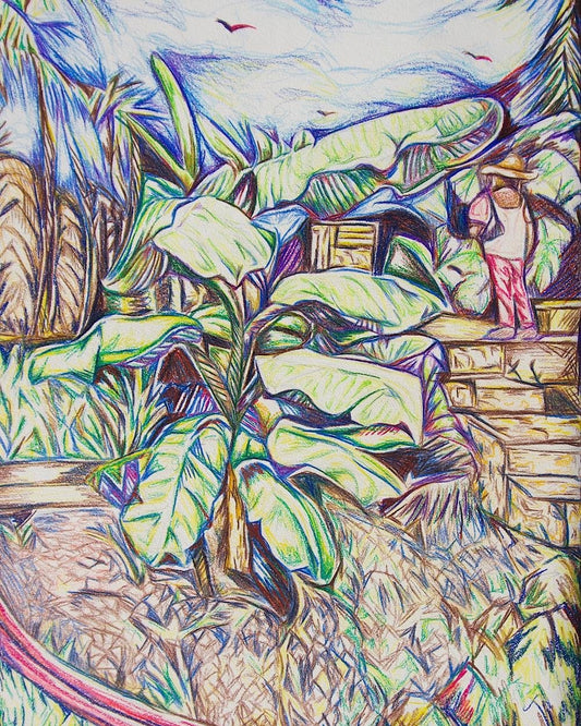 Banana Tree