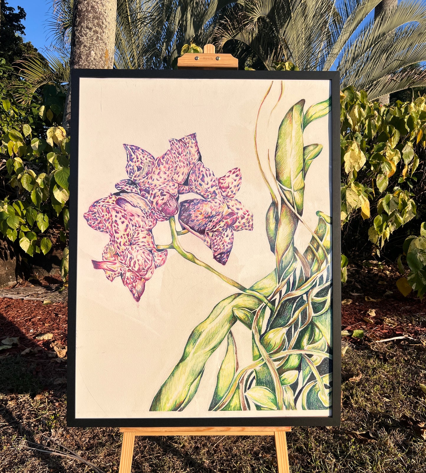 Fairchild Orchids Original Artwork