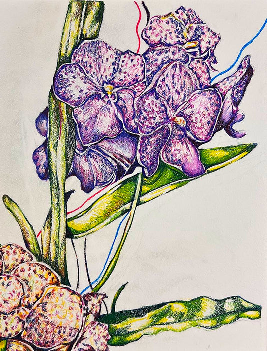Purple Orchids